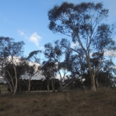 Eucalyptus pauciflora (A Snow Gum) at Bungendore, NSW - 10 Jul 2021 by michaelb