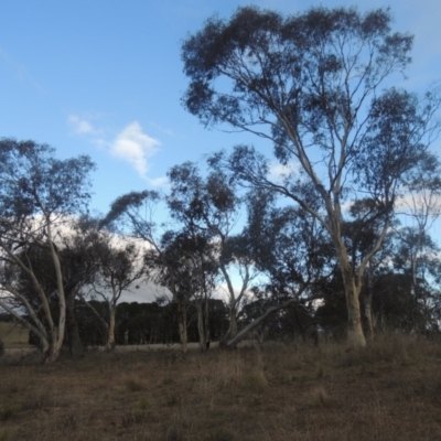 Eucalyptus pauciflora (A Snow Gum) at Bungendore, NSW - 10 Jul 2021 by michaelb