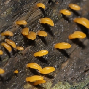 Calocera sp. at Downer, ACT - 2 Jul 2021