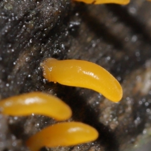 Calocera sp. at Downer, ACT - 2 Jul 2021