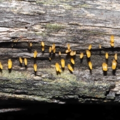 Calocera sp. at Downer, ACT - 2 Jul 2021