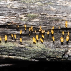 Calocera sp. at Downer, ACT - 2 Jul 2021