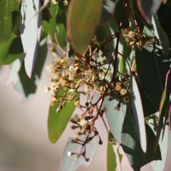 Eucalyptus polyanthemos (Red Box) at West Wodonga, VIC - 11 Jul 2021 by KylieWaldon