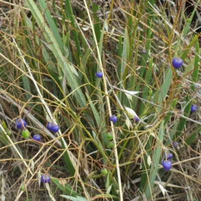 Dianella revoluta var. revoluta (Black-Anther Flax Lily) at Holt, ACT - 7 Dec 2015 by sangio7