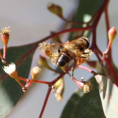 Eristalis tenax (Drone fly) at West Wodonga, VIC - 11 Jul 2021 by Kyliegw