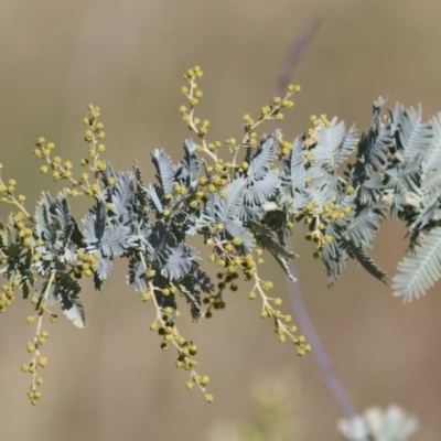 Acacia baileyana (Cootamundra Wattle, Golden Mimosa) at West Wodonga, VIC - 11 Jul 2021 by Kyliegw