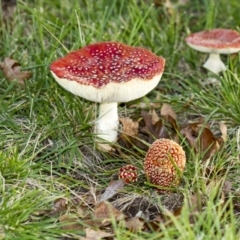 Amanita muscaria (Fly Agaric) at Yarralumla, ACT - 15 Jun 2013 by AlisonMilton