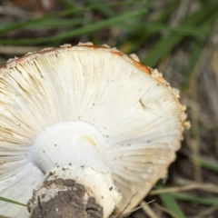 Amanita muscaria at Yarralumla, ACT - 15 Jun 2013