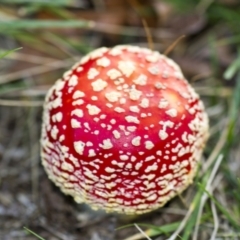 Amanita muscaria at Yarralumla, ACT - 15 Jun 2013