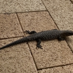 Egernia cunninghami (Cunningham's Skink) at Calwell, ACT - 2 Dec 2020 by ROWLAD