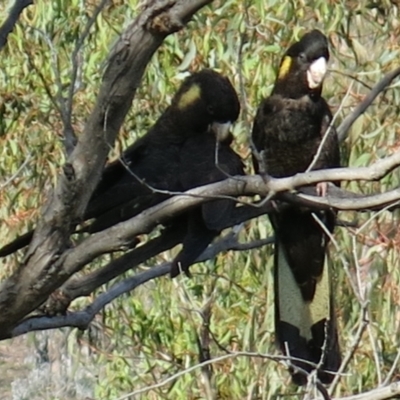 Zanda funerea (Yellow-tailed Black-Cockatoo) at Tuggeranong Hill - 19 Apr 2014 by ROWLAD