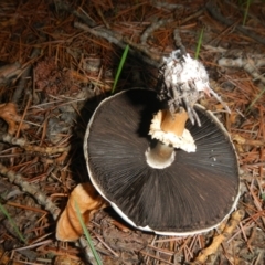 Agaricus sp. (Agaricus) at Yarralumla, ACT - 9 Apr 2014 by AlisonMilton