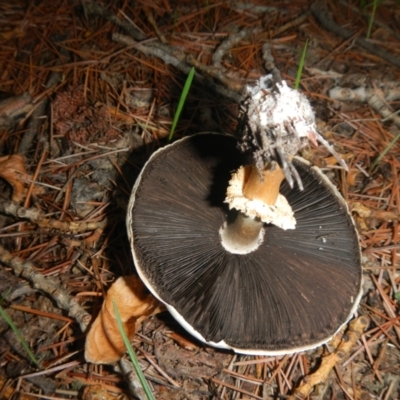 Agaricus sp. (Agaricus) at Yarralumla, ACT - 9 Apr 2014 by AlisonMilton