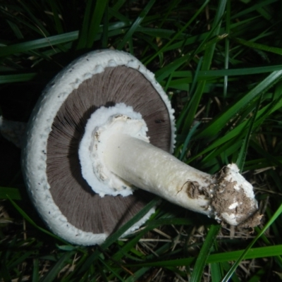 Agaricus sp. (Agaricus) at Yarralumla, ACT - 9 Apr 2014 by AlisonMilton