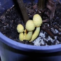 Leucocoprinus birnbaumii (Plantpot Dapperling) at Higgins, ACT - 23 Dec 2014 by AlisonMilton