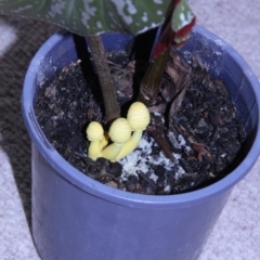 Leucocoprinus birnbaumii at Higgins, ACT - 23 Dec 2014