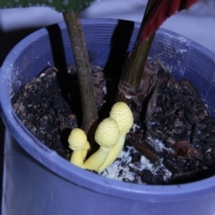 Leucocoprinus birnbaumii at Higgins, ACT - 23 Dec 2014