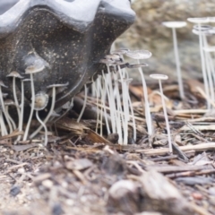 Coprinellus etc. (An Inkcap) at Higgins, ACT - 23 Jan 2016 by AlisonMilton