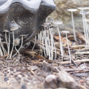 Coprinellus etc. at Higgins, ACT - 23 Jan 2016