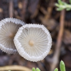 Coprinellus etc. at Higgins, ACT - 23 Jan 2016 09:25 AM