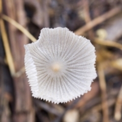 Coprinellus etc. at Higgins, ACT - 23 Jan 2016 09:25 AM