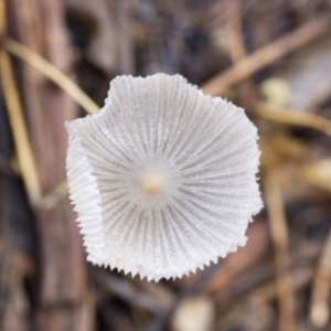 Coprinellus etc. at Higgins, ACT - 23 Jan 2016 09:25 AM