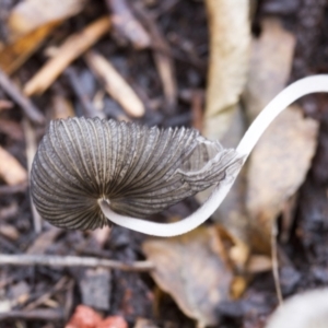 Coprinellus etc. at Higgins, ACT - 23 Jan 2016