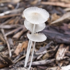 Coprinellus etc. at Higgins, ACT - 23 Jan 2016