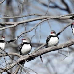 Stagonopleura guttata (Diamond Firetail) at Rendezvous Creek, ACT - 11 Jul 2021 by JohnBundock