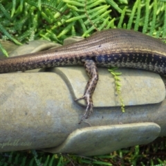 Eulamprus quoyii (Eastern Water Skink) at Lawson, NSW - 11 Jul 2021 by PatrickCampbell