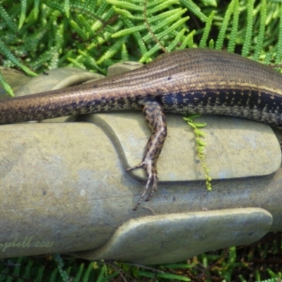 Eulamprus quoyii (Eastern Water Skink) at Lawson, NSW - 11 Jul 2021 by PatrickCampbell