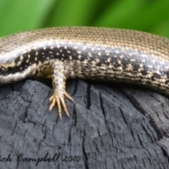 Eulamprus heatwolei (Yellow-bellied Water Skink) at Leura, NSW - 11 Jul 2021 by PatrickCampbell