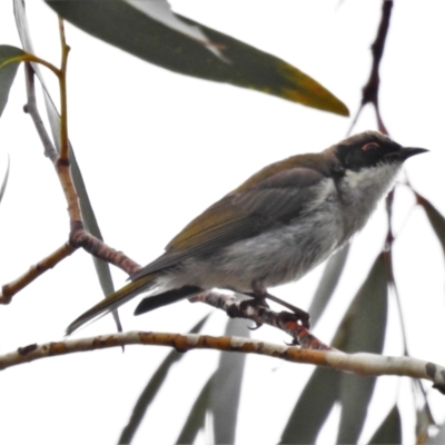 Melithreptus lunatus (White-naped Honeyeater) at Rendezvous Creek, ACT - 11 Jul 2021 by JohnBundock