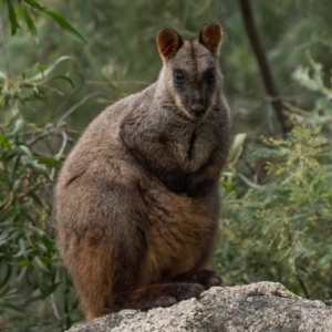 Petrogale penicillata at Paddys River, ACT - 11 Jul 2021