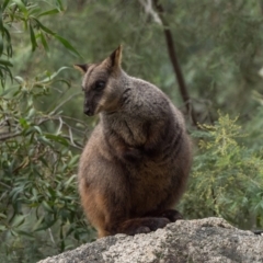 Petrogale penicillata at Paddys River, ACT - 11 Jul 2021