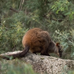 Petrogale penicillata at Paddys River, ACT - 11 Jul 2021