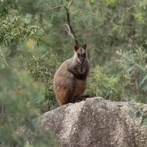 Petrogale penicillata at Paddys River, ACT - 11 Jul 2021