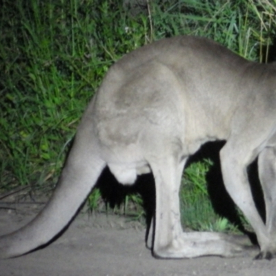 Macropus giganteus (Eastern Grey Kangaroo) at Castlereagh, NSW - 12 Jan 2021 by PatrickCampbell