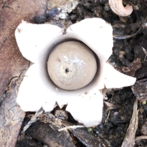 Geastrum sp. at Hughes, ACT - 2 Jul 2021