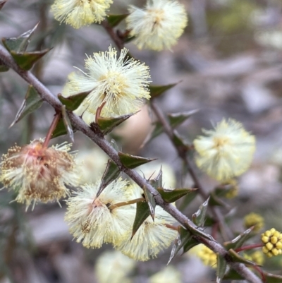 Acacia gunnii (Ploughshare Wattle) at Majura, ACT - 10 Jul 2021 by JaneR