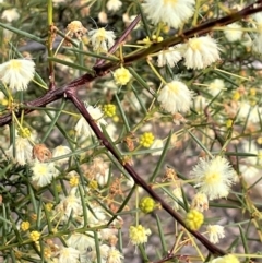 Acacia genistifolia (Early Wattle) at Kowen, ACT - 11 Jul 2021 by JaneR