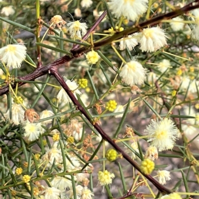 Acacia genistifolia (Early Wattle) at Kowen, ACT - 11 Jul 2021 by JaneR