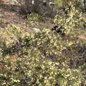 Acacia genistifolia at Kowen, ACT - 11 Jul 2021