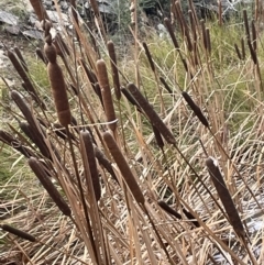 Typha latifolia (Cat's-Tail) at Kowen, ACT - 11 Jul 2021 by JaneR
