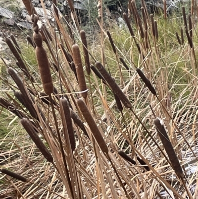Typha latifolia (Cat's-Tail) at Kowen, ACT - 11 Jul 2021 by JaneR
