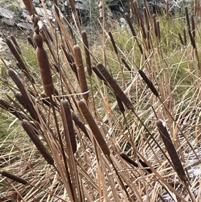 Typha orientalis (Broad-leaved Cumbumgi) at Kowen, ACT - 11 Jul 2021 by JaneR