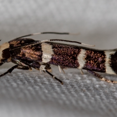 Limnaecia chionospila (Cosmopterigid) at Melba, ACT - 7 Nov 2018 by Bron