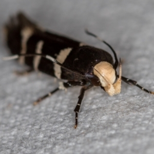 Limnaecia chionospila at Melba, ACT - 7 Nov 2018