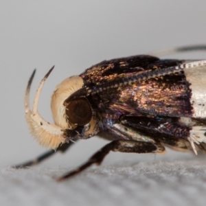 Limnaecia chionospila at Melba, ACT - 7 Nov 2018