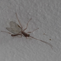 Ophion sp. (genus) at Higgins, ACT - 11 Jul 2021 09:24 AM